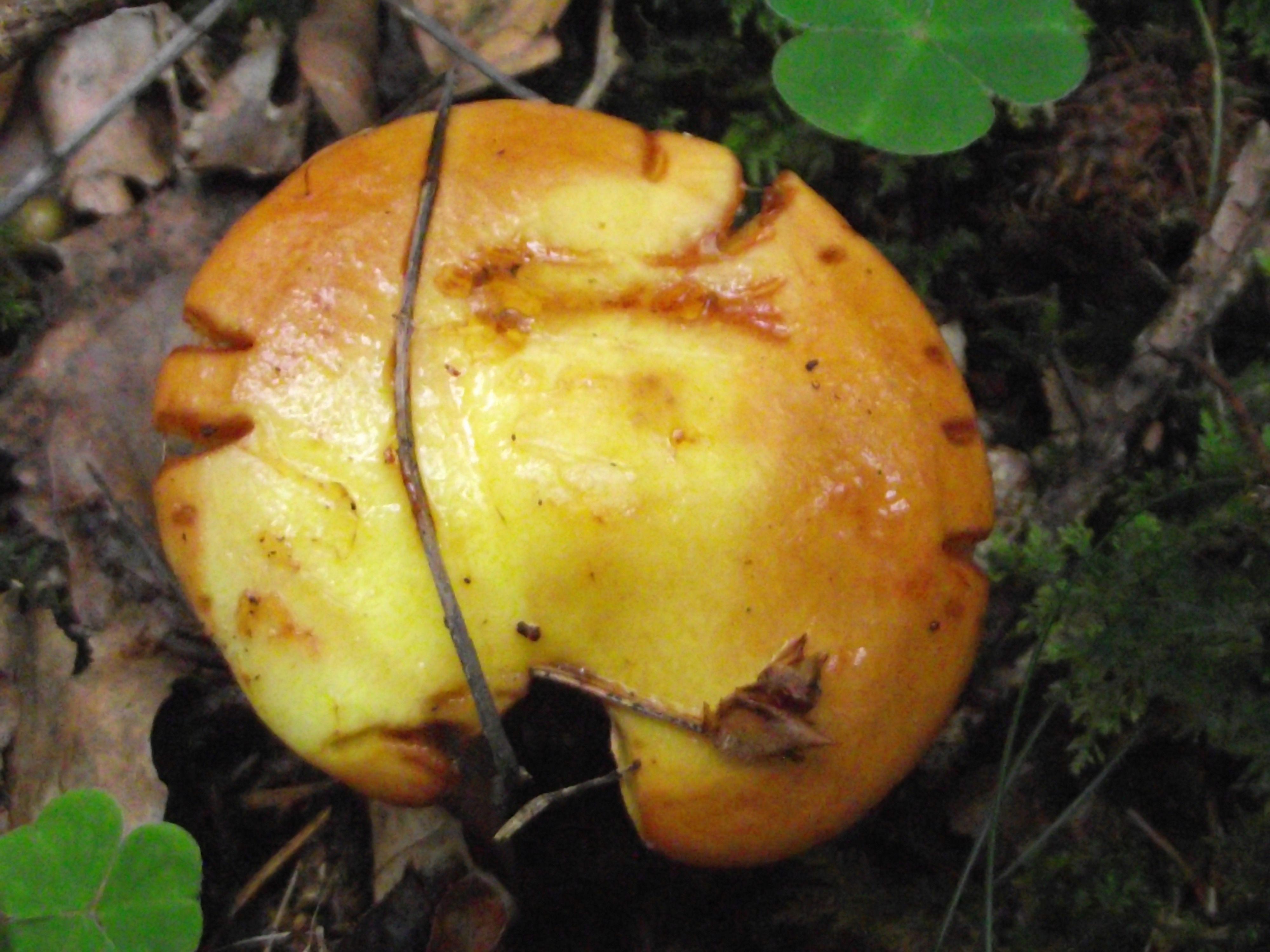 Goldgelber Lärchen-Röhrling
